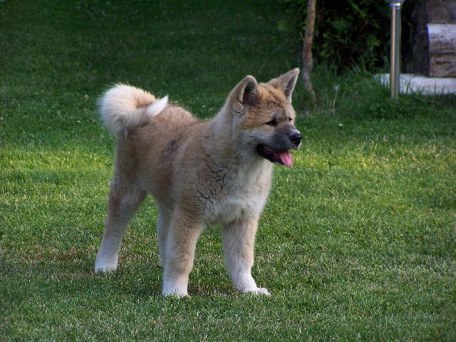 Fotky: Akita-inu (foto, obrazky)