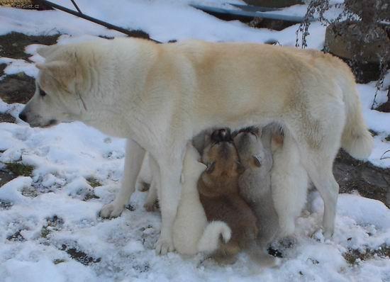 Fotky: Akita-inu (foto, obrazky)