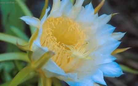 Fotky: Cereus (foto, obrazky)