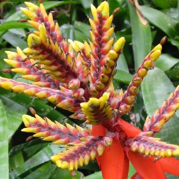 Fotky: chmea (foto, obrazky)