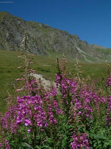 Fotky: Hvozdk alpnsk (foto, obrazky)