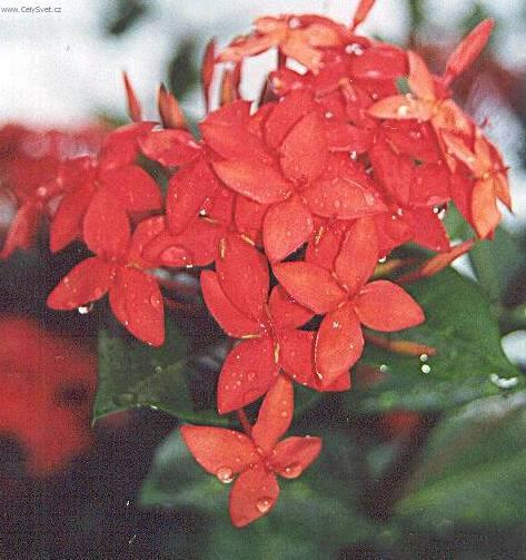 Fotky: Ixora arlatov (foto, obrazky)