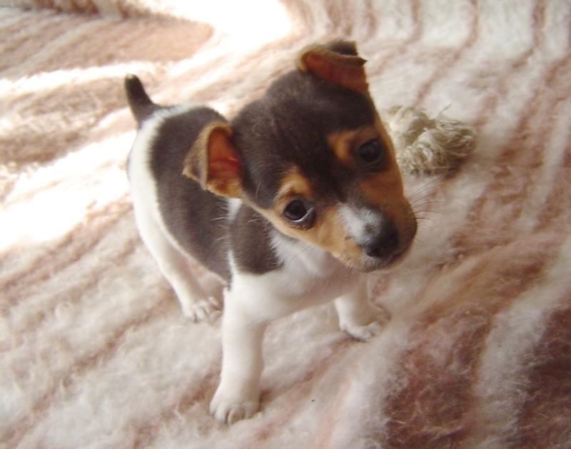 Fotky: Jack Russelv Terir (foto, obrazky)