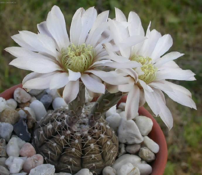 Fotky: Kaktus Gymnocalycium (foto, obrazky)