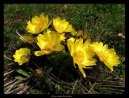 Pokojov rostliny:  > Adonis jarn, hlavek jarn (Adonis vernalis)