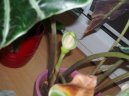 :  > Alokzie (Alocasia)