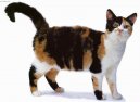 Koky: Neuznan plemena > Americk drsnosrst koka (American Wirehair Cat)