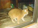 Koky: Neuznan plemena > Americk krtkosrst koka (American Shorthair Cat)