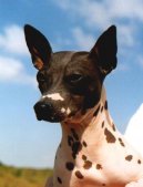 Ps plemena: Dekorativn > Americk bezsrst terir (American Hairless Terrier)