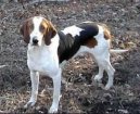 Ps plemena: Loveck > Americk foxhound (American Fox Hound)