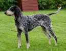 Ps plemena: Velk > Americk modr gaskosk chrt (American Blue Gascon Hound)