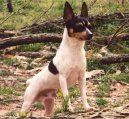 Ps plemena: Nkter plemena neuznan > Americk toy-foxterir (American Toy Fox Terrier)