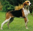 :  > Anglo-francouzsk honi de Petite Venerie (Medium-sized Anglo-french Hound)