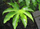 Pokojov rostliny: Zahradn stromky > Arlie, prodara japonsk (Fatsia japonica)