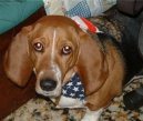 Ps plemena: Mal > Artsko-normandsk basset (Basset artesien normand)