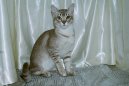 Koky: Velmi temperamentn > Asian Tabby (Asian Tabby Cat)
