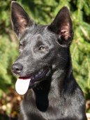 Ps plemena: Pastsk > Australsk kelpie (Australian Kelpie)