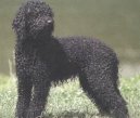Ps plemena:  > Barbet (Barbetб French Water Dog)
