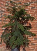 :  > Blahoet ztepil, Araukrie (Araucaria)