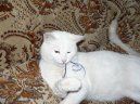 :  > Britsk krtkosrst koka (British Shorthair Cat)