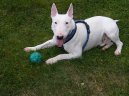 :  > Bulterir (Bullterir) (Bull Terrier)