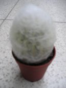 Pokojov rostliny: Kaktusy > Cefalocereus (Cephalocereus)