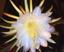 :  > Cereus