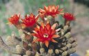 Pokojov rostliny: Kaktusy > Chamecereus (Chamaecereus)