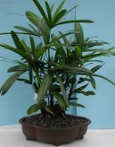 Pokojov rostliny: Palmy > Chamedorea, horska palma (Chamaedorea elegans)