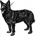 Ps plemena:  > Chorvatsk ovk (Croatian Shepherd Dog)