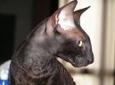 Fotky: Cornish Rex (foto, obrazky)