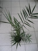 Pokojov rostliny: Jedl > Datlov palma, finik, datlovnk (Phoenix canariensis)