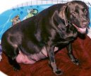 Ps plemena: Veterinrn poradna > Diagnostika gravidity u feny (Pregnant dog)