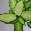 Pokojov rostliny:  > Dieffenbachie mramornatka (Dieffenbachia amoena)