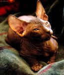 Koky: Neuznan plemena > Donsk sphynx (Don Sphynx Cat)