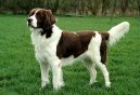 Ps plemena:  > Drentse Patrijshond (Drentse Patrijshond, Drentse Partridge Dog)