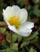 Pokojov rostliny: Skalniky > Drydka osmiplten (Dryas octopetala)