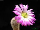 Pokojov rostliny: Kaktusy > Echinocereus (Echinocereus coccineus)