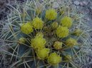 Pokojov rostliny: Kaktusy > Echinokaktus Gruzona (Echinocactus Grusonii)