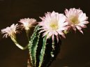Pokojov rostliny:  > Echinopsis