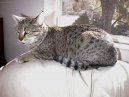 :  > Egyptsk mau (Egyptian mau)