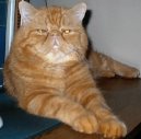 Koky: Velmi temperamentn > Exotick krtkosrst koka (Exotic Shorthair Cat)