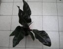 Filodendron