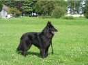 Ps plemena:  > Belgick ovk - Groenendael (Chien de Berger Belge - Groenendael)