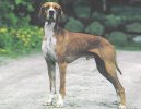 :  > Hertha Pointer