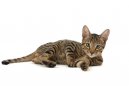 Koky: Klidn > Household Pet (Serengeti Cat)