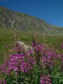 Pokojov rostliny: Skalniky > Hvozdk alpnsk (Dianthus Alpinus)
