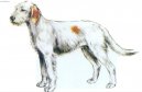 Ps plemena:  > Istrijsk hrubosrst honi (Istrian wire-haired scent hound)