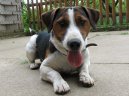 Fotky: Jack Russelv Terir (foto, obrazky)