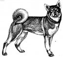 Ps plemena:  > Jaemthund (Jamthund, Swedish Elkhound)